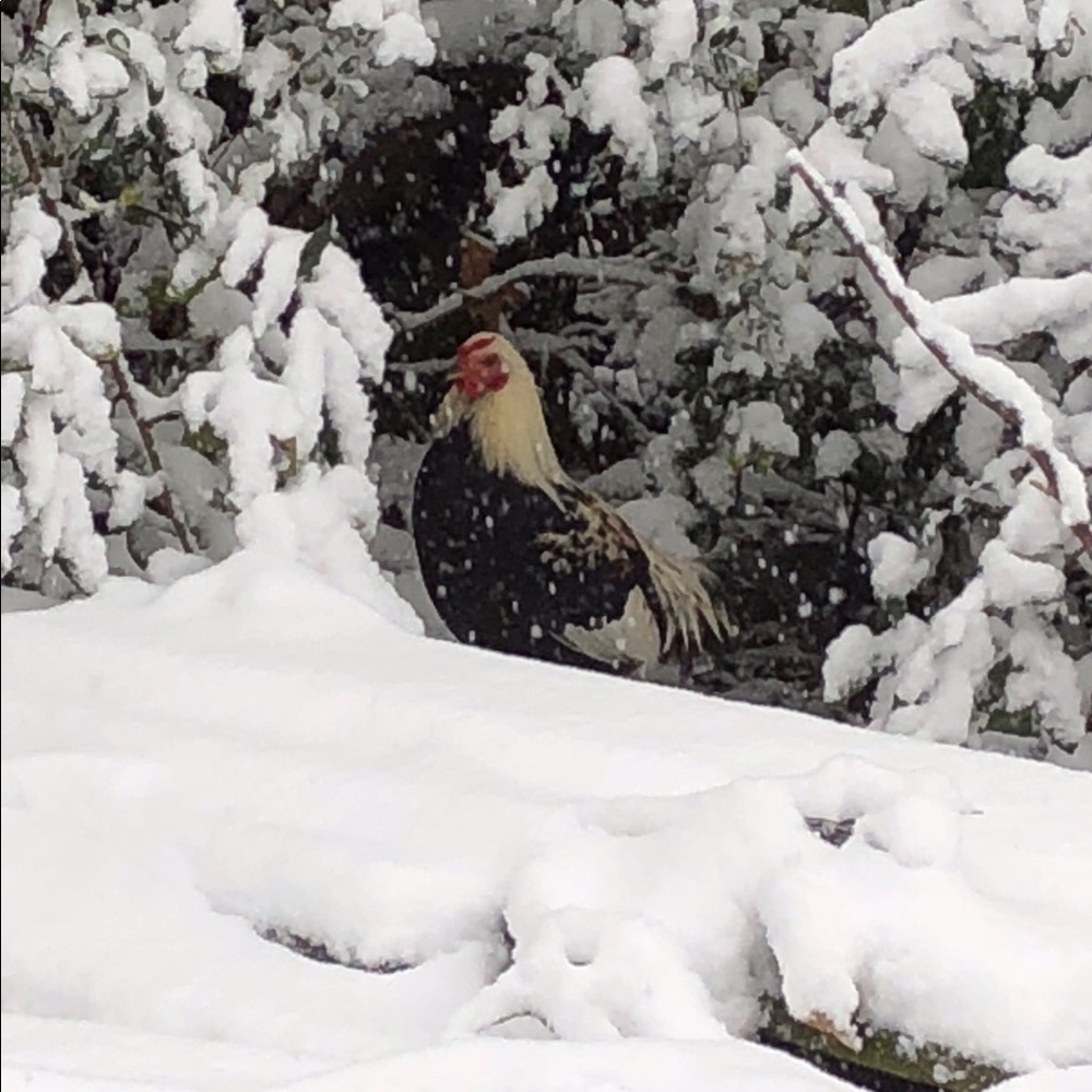 Meet your Posher, Kim